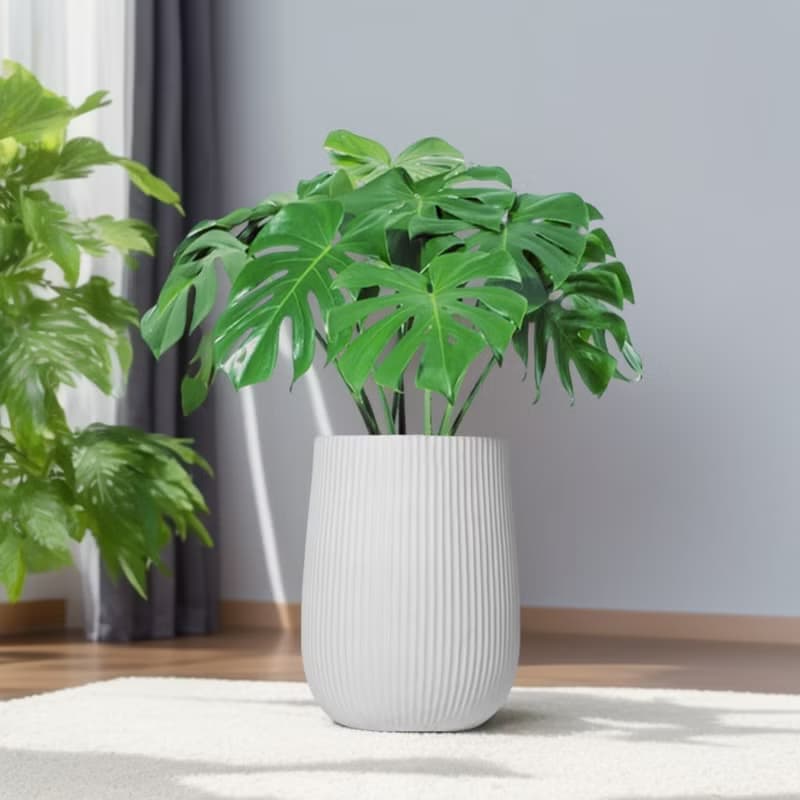 龜背芋水泥盆栽 大盆栽 直條湛白圓盆 落地盆栽禮 北歐極簡 植栽