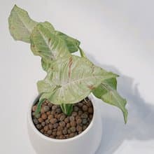 牛奶紙屑合果芋|經典白瓷器(桌上型盆栽)極美觀葉系|居家、開幕