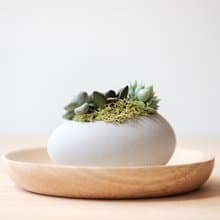 橫式鵝蛋水泥盆-多肉盆栽材料包 Succulents potted