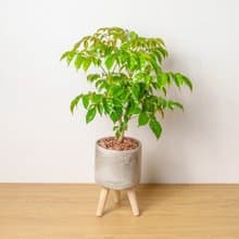 旺旺樹 水泥盆栽 落地盆栽 小高木腳水泥盆栽 開幕送禮 喬遷禮物