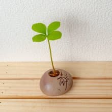 靜石系列-墨西哥幸運鐵樹盆栽