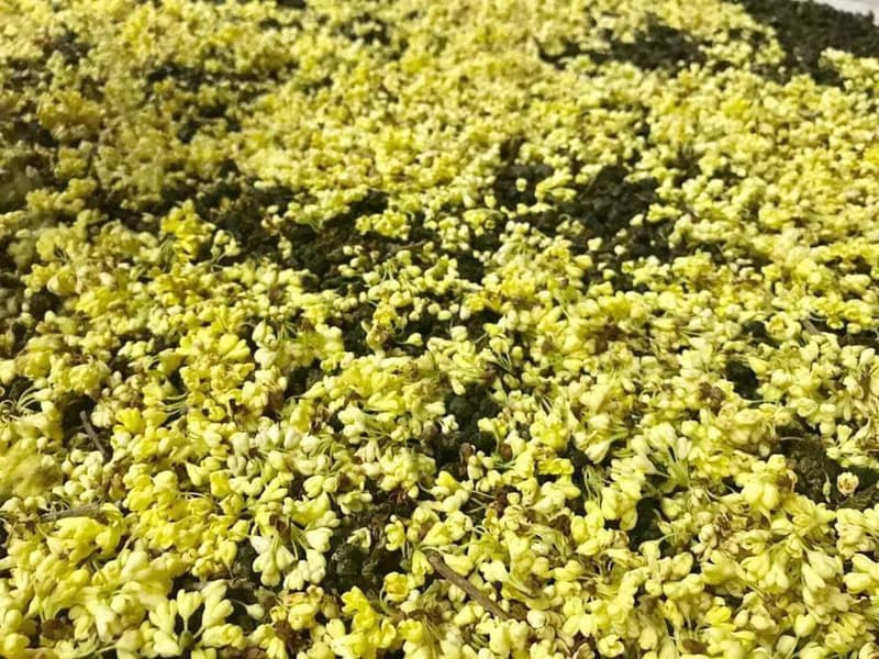 覓境桂花烏龍真空膠囊松木禮盒(伴手禮附提袋)季節限定