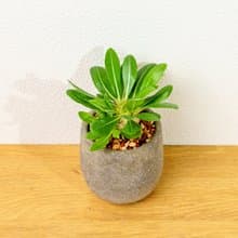 惠比須笑大黑 桌上型水泥盆栽 觀葉植物 禮物 盆栽 交換禮物