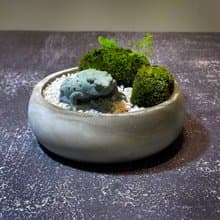 自然苔玉美學 –石蟾