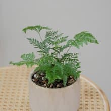 斐濟骨碎補