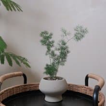 松葉武竹