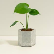 龜背芋│泥作系列│福所栽