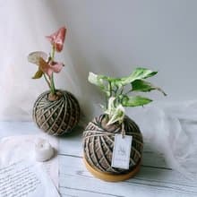 小苔球 合果芋 植栽 室內植物
