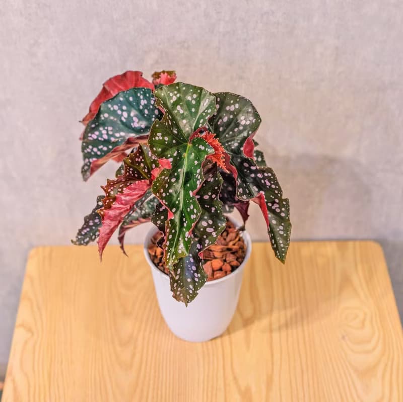 羅西秋海棠  日式塑陶盆 室內植物 觀葉植物 禮物  辦公室小物