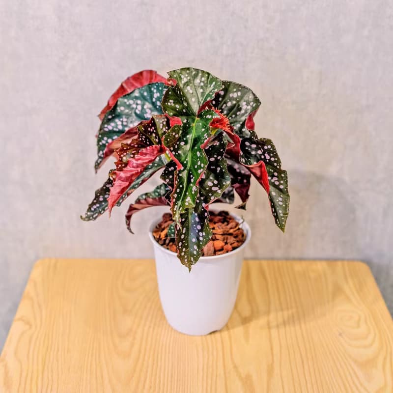 羅西秋海棠  日式塑陶盆 室內植物 觀葉植物 禮物  辦公室小物
