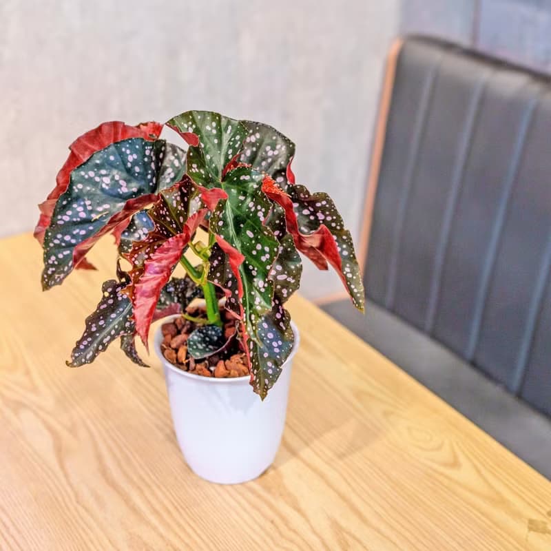 羅西秋海棠  日式塑陶盆 室內植物 觀葉植物 禮物  辦公室小物