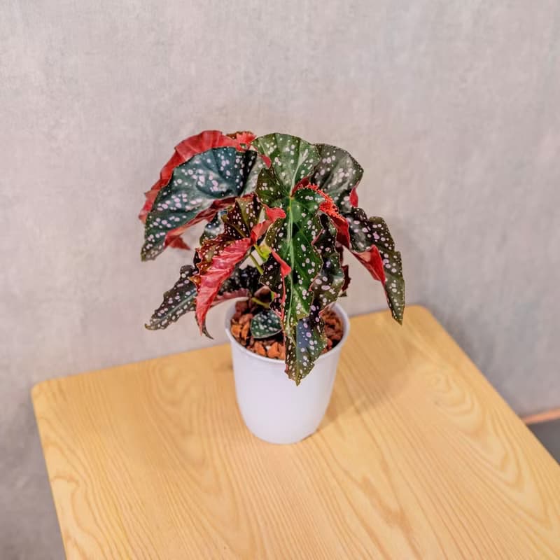 羅西秋海棠  日式塑陶盆 室內植物 觀葉植物 禮物  辦公室小物