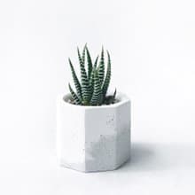 (現貨) 白灰漸層系列 | 十二之卷 小八角形漸層水泥多肉植栽
