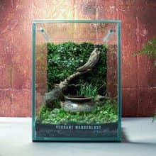 【生態缸－甕中紫語】微景觀 室內植栽 禮物 辦公室擺設