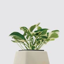 │ 方盆系列 │ 日本白金葛 - 廚浴植物 水耕盆栽 空氣淨化