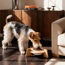 【實木寵物碗架】輕鬆搭配碗盤 小型犬/貓可用