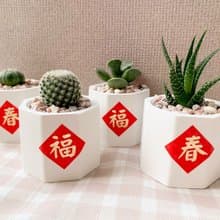 多肉植物擴香石盆栽/多肉植物/仙人掌 水泥盆栽