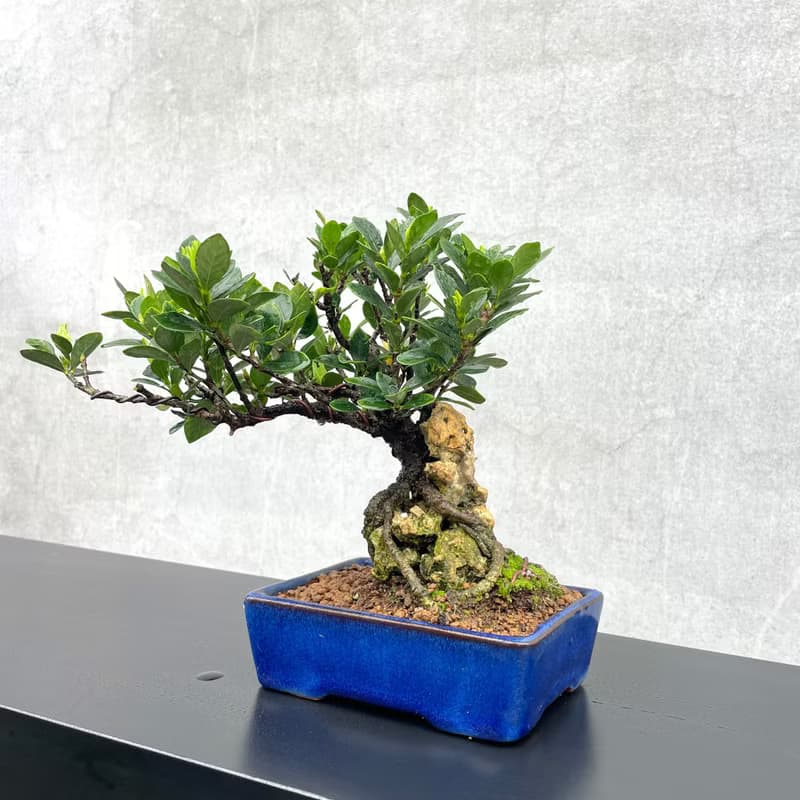 小品盆栽-日本達摩梔子花 付石盆景