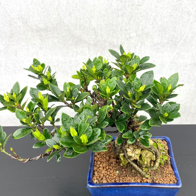 小品盆栽-日本達摩梔子花 付石盆景