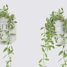 │ 玻璃系列 │ 斑葉串錢藤 - 垂掛植物 魚水共生 室內植物 水耕