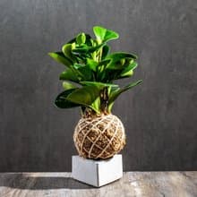 圓葉椒草苔球 苔球植物 苔玉 室內植物 辦公室植物 交換禮物