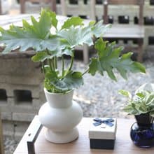 水培植栽│小天使蔓綠絨_室內植物 辦公室盆栽 店內布置 送禮