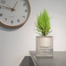 香冠柏 防蚊 植物盆栽
