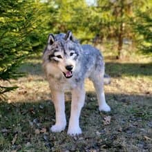 白狼作者的逼真室內娃娃真實尺寸軟雕塑