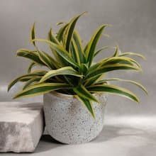 簡約辦公室桌上型植物 千年木 好照顧 開幕送禮新居擺設