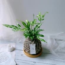 小苔球 白玉鳳尾蕨 植栽