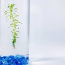 【太陽水草】藍琉璃石裝飾款 節節高升 浪漫療癒禮物首選