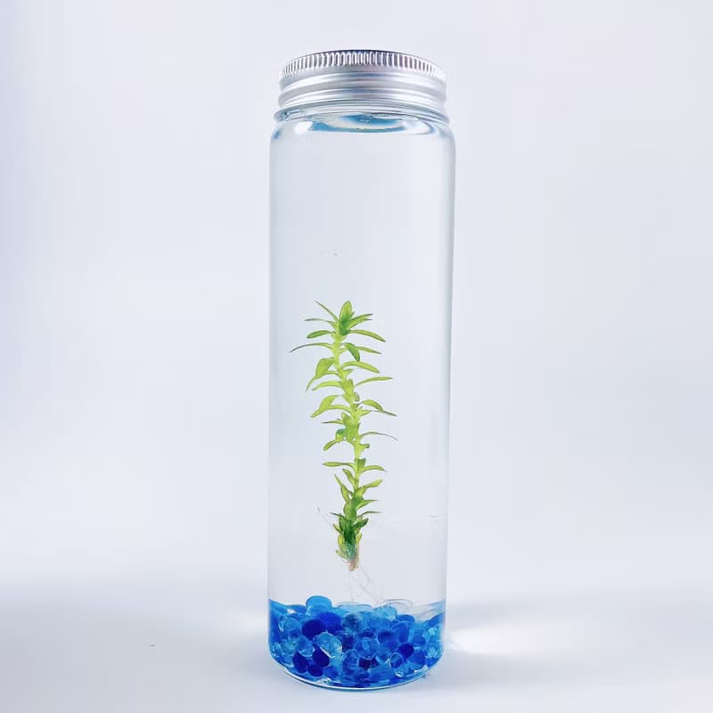 【太陽水草】藍琉璃石裝飾款 節節高升 浪漫療癒禮物首選