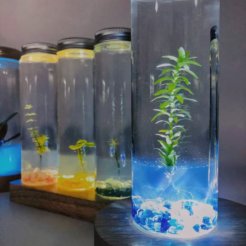 【太陽水草】藍琉璃石裝飾款 節節高升 浪漫療癒禮物首選