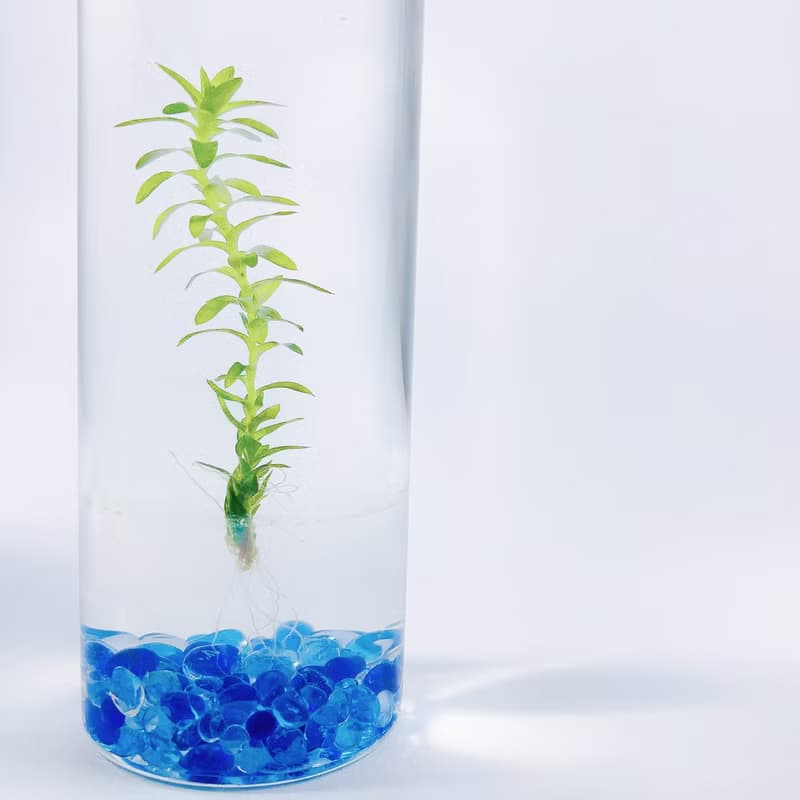 【太陽水草】藍琉璃石裝飾款 節節高升 浪漫療癒禮物首選