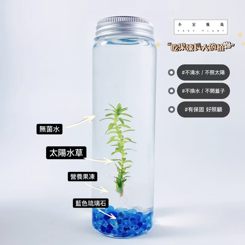 【太陽水草】藍琉璃石裝飾款 節節高升 浪漫療癒禮物首選
