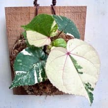 【斑葉黃槿】 交換禮物  植物上板 上板植物 觀葉植物 開幕