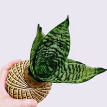 銀脈虎尾蘭苔球│室內植物│陽台植物│觀葉植物