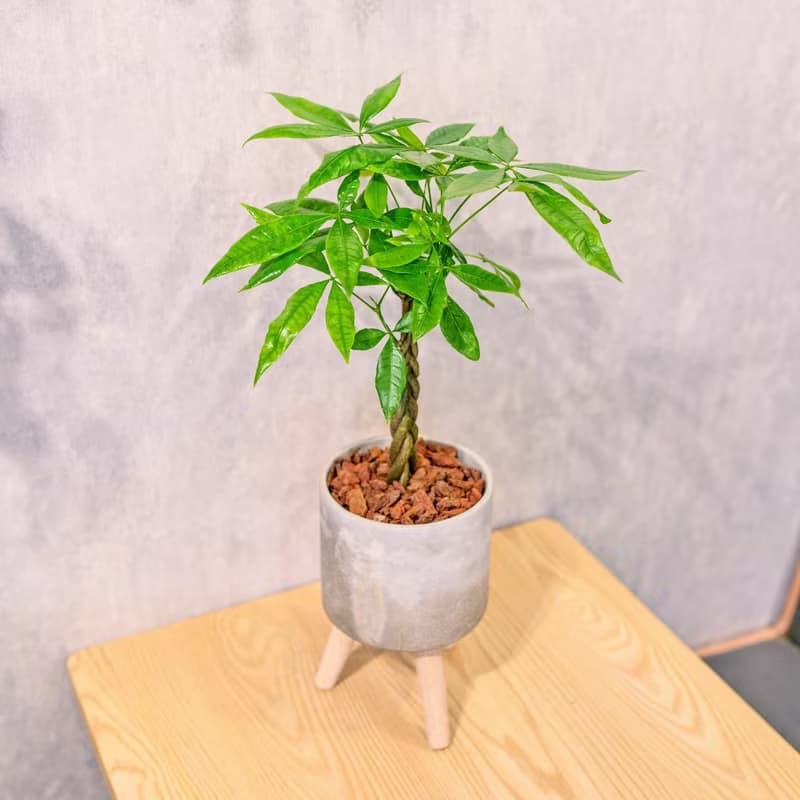 馬拉巴栗植栽 編織款 招財樹 發財樹 室內耐陰 小高木腳水泥盆栽