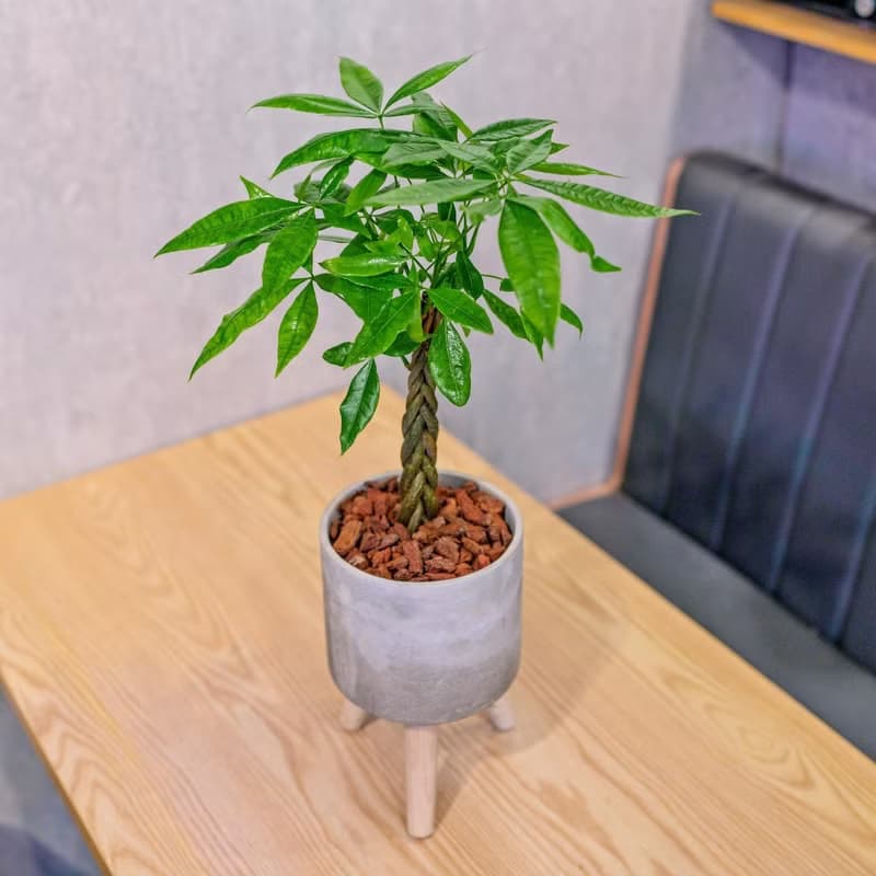 馬拉巴栗植栽 編織款 招財樹 發財樹 室內耐陰 小高木腳水泥盆栽