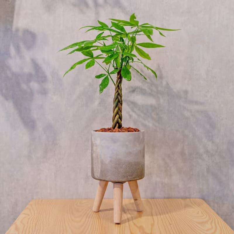 馬拉巴栗植栽 編織款 招財樹 發財樹 室內耐陰 小高木腳水泥盆栽