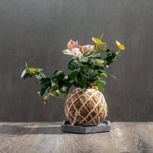 初雪葛苔球 苔球植物 苔玉 室內植物 辦公室植物 交換禮物