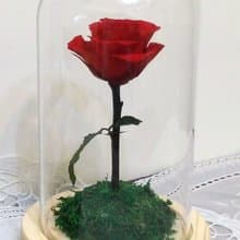 l 星球驕傲玫瑰  帶燈玻璃罩花禮 l *小王子*情人*不凋花*永生花