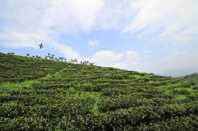 【鮮奶茶專用】重焙紅茶茶包-30入