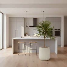 孔雀木細白條紋水泥盆栽 開幕盆栽推薦