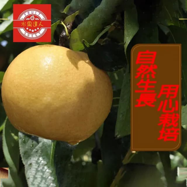 【MOMO獨家 水果達人】苗栗卓蘭爆汁高接梨禮盒5-8顆*1箱(7.5斤±10%/箱中秋禮盒)