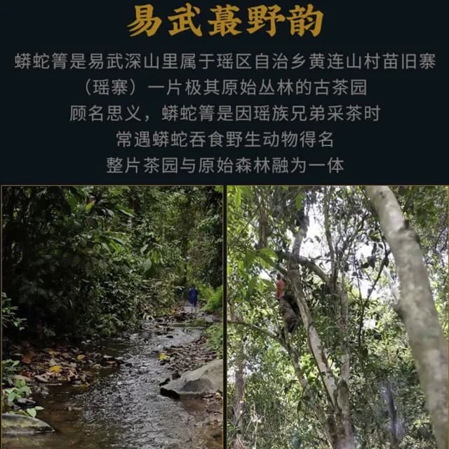 【盛嘉源】蟒蛇箐 2010(普洱茶   生茶 357g)