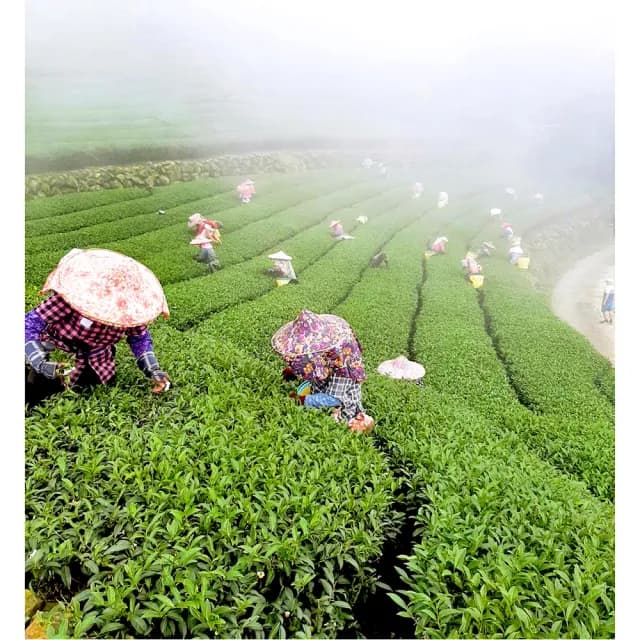 【新造茗茶】阿里山頂級手採珠露茶葉 150gx2罐(石棹/珠露/阿里山/烏龍茶)