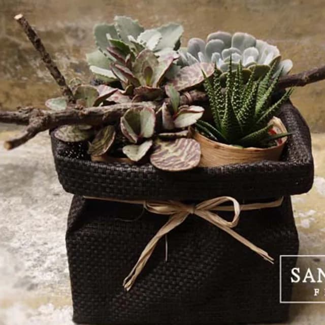 【Santa Ana】盆栽小禮袋(多肉植物的組合)