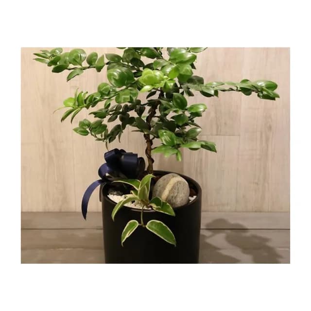 【ann flora】竹柏造型盆栽(喬遷開幕居家首選)