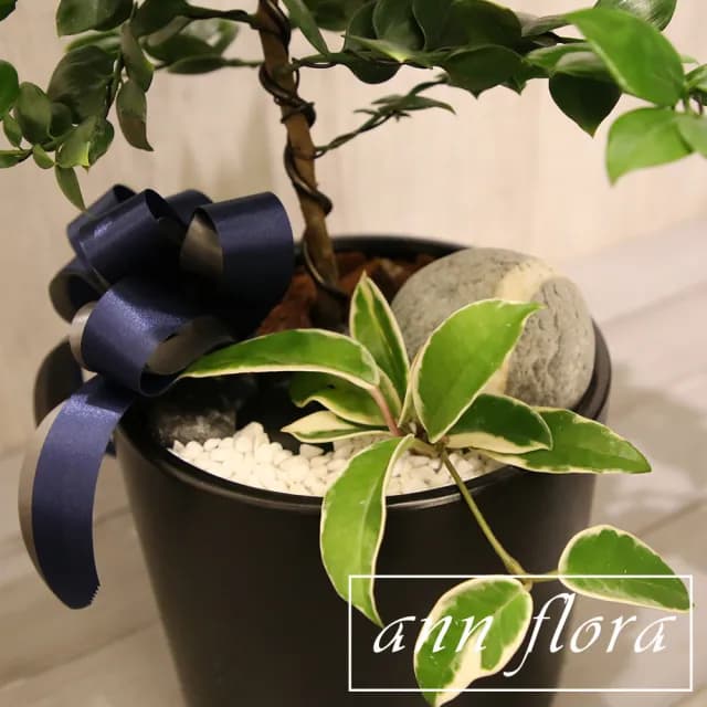 【ann flora】竹柏造型盆栽(喬遷開幕居家首選)